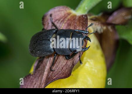 Le petit coléoptère des stags (Dorcus parallélipipedus), se trouve sur une fleur, en Allemagne Banque D'Images