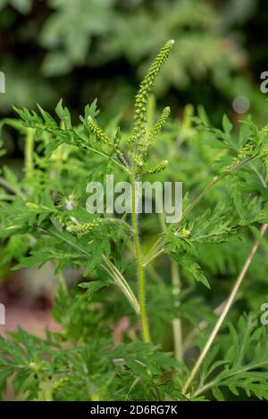 L'herbe à poux annuel, petite herbe à poux, herbe amère, herbe-porc, absinthe romaine (Ambrosia artemisiifolia), la floraison, l'Allemagne, la Bavière Banque D'Images