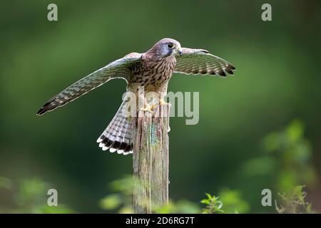 Kestrel européen, Kestrel eurasien, Kestrel ancien monde, Kestrel commun (Falco tinnunculus), perching sur un poteau en bois avec des ailes étirées, Unis Banque D'Images