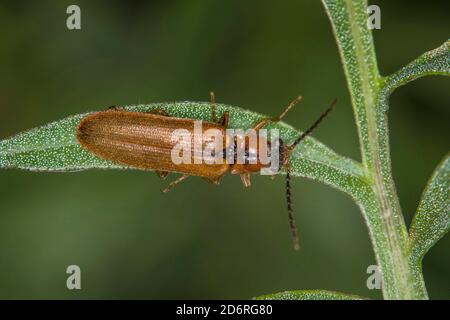 Cliquez sur le coléoptère (Denticollis linearis), se trouve sur une feuille, Allemagne Banque D'Images