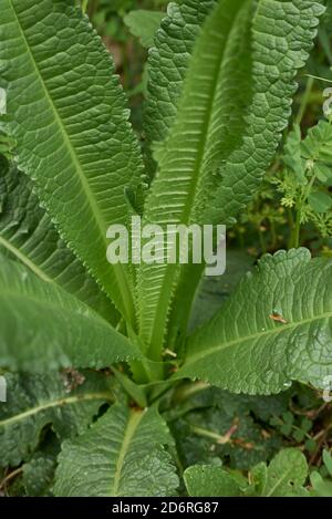 Dipsacus fullonum plante fraîche gros plan Banque D'Images