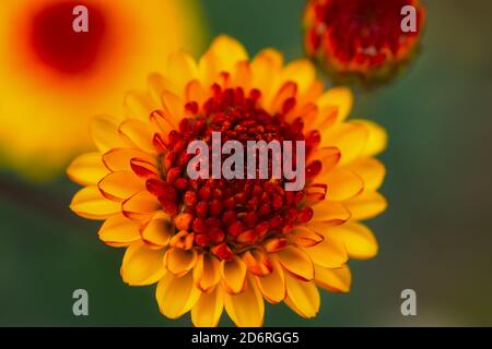 Gros plan sur le chrysanthème orange sur un fond de jardin flou. Magnifique fond floral d'automne. Mise au point sélective douce. Cœur rouge et pétales jaunes. BRI Banque D'Images