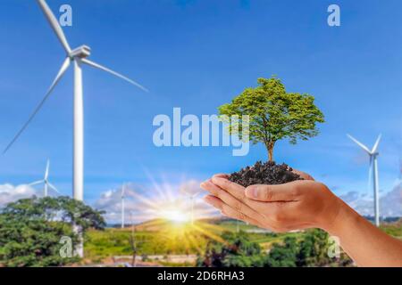 Un petit arbre qui pousse dans les mains des gens sur fond d'éoliennes pour produire de l'électricité, le concept de préserver la nature et usi Banque D'Images