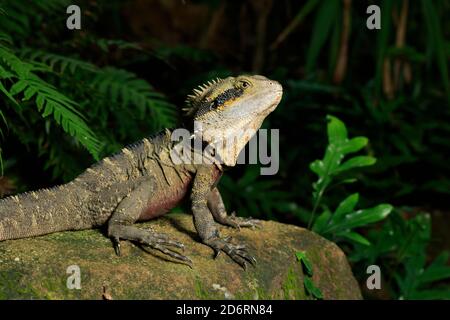 Dragon des eaux de l'est (Intellagama lesueurii) Homme adulte parmi les fougères dans la zone forestière de Roma Street Parc Banque D'Images