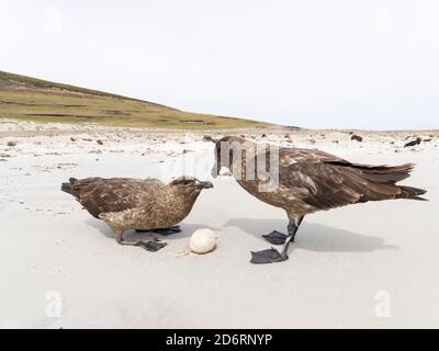 Falkland Skua ou Brown Skua (Stercorarius antarcticus, la taxonomie exacte est en litige), se nourrissant d'un œuf d'un manchot Gentoo. Ils sont le grand sk Banque D'Images