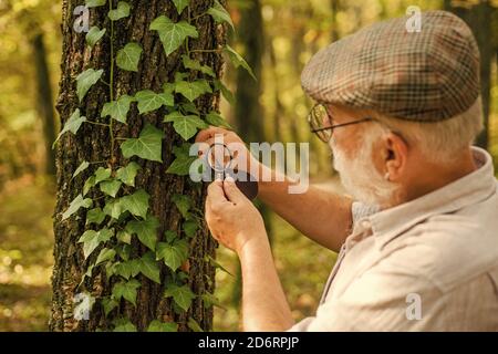 Détective picky dans la forêt. Explorez la nature. Retraité avec loupe pour explorer la forêt d'automne jour. Le botaniste examine les plantes. Ancien homme scientifique. Grand-père barbu en forêt. Curiosité à la botanique. Banque D'Images