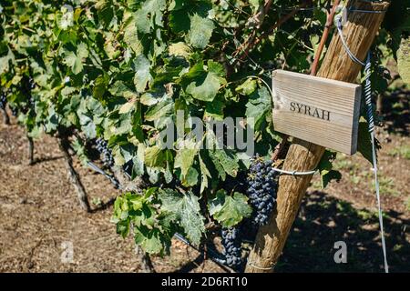 Petits pains de raisins frais syrah cultivés sur la vigne avec fines brindilles et feuilles piqueurs sur les plantations de vignobles Banque D'Images