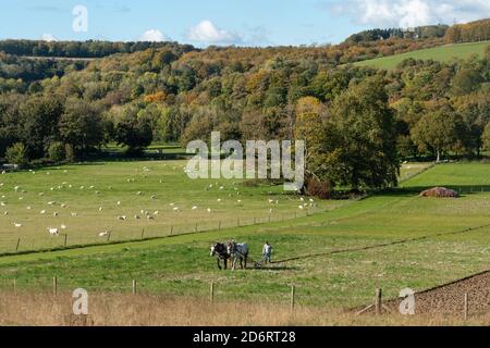 Couple de chevaux lourds de Percheron britannique tirant une charrue dans le parc national de South Downs, avec des craies, des moutons et des arbres d'automne, West Sussex, Royaume-Uni Banque D'Images