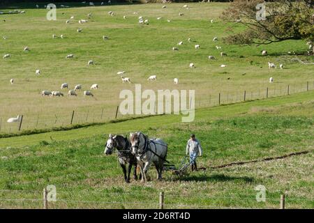 Couple de chevaux lourds de Percheron britannique tirant une charrue dans le parc national de South Downs, avec des moutons de pâturage, West Sussex, Royaume-Uni Banque D'Images