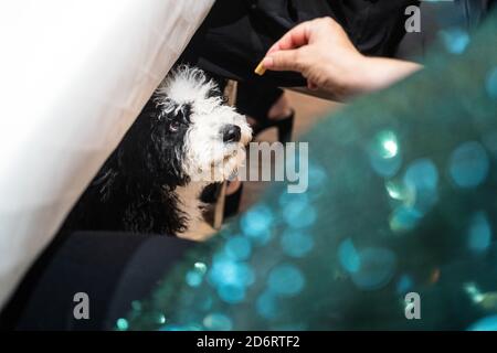 De dessus de la récolte personne anonyme donnant la pièce de nourriture à un chien doux et concentré lors d'un événement festif
