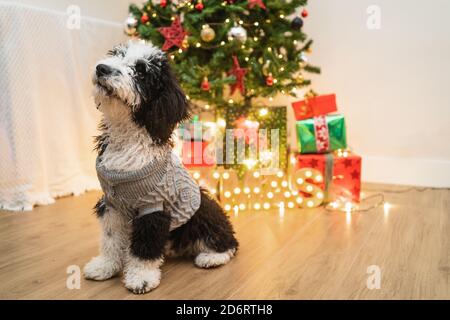 Adorable petit chien dans un chandail chaud dans une chambre confortable Avec sapin de Noël brillant Banque D'Images