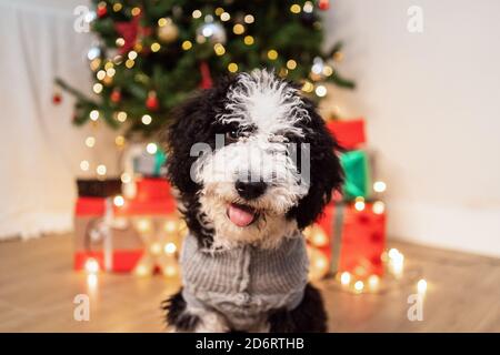 Adorable petit chien dans un chandail chaud dans une chambre confortable Avec sapin de Noël brillant Banque D'Images