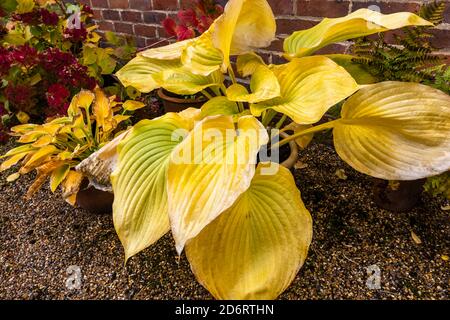 De grandes feuilles jaunes de Hosta à feuilles caduques (nénuphars plantain), 'son et substance', se meurent dans un jardin à Surrey, dans le sud-est de l'Angleterre Banque D'Images