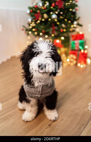 Adorable petit chien dans un chandail chaud dans une chambre confortable Avec sapin de Noël brillant Banque D'Images