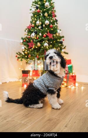 Adorable petit chien dans un chandail chaud dans une chambre confortable Avec sapin de Noël brillant Banque D'Images