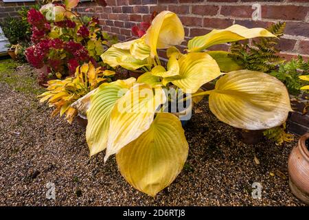 De grandes feuilles jaunes de Hosta à feuilles caduques (nénuphars plantain), 'son et substance', se meurent dans un jardin à Surrey, dans le sud-est de l'Angleterre Banque D'Images