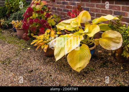 De grandes feuilles jaunes de Hosta à feuilles caduques (nénuphars plantain), 'son et substance', se meurent dans un jardin à Surrey, dans le sud-est de l'Angleterre Banque D'Images