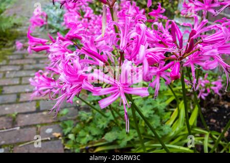 Les Nerines vivaces, grandes et bulbeuses, Nerine bowdenii, fleurissent en automne dans un jardin à Surrey, dans le sud-est de l'Angleterre Banque D'Images