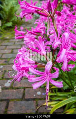 Les Nerines vivaces, grandes et bulbeuses, Nerine bowdenii, fleurissent en automne dans un jardin à Surrey, dans le sud-est de l'Angleterre Banque D'Images