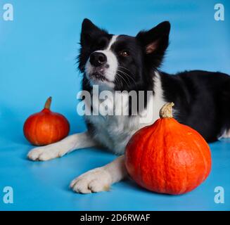 Jolie bordure collie avec citrouilles d'orange isolées sur fond bleu. Portrait du chien de berger noir et blanc couché. Banque D'Images