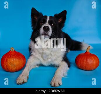 Bordure couchée Collie avec deux citrouilles orange isolées sur fond bleu. PET Portrait de chien domestique noir et blanc couché. Banque D'Images