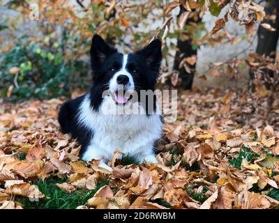 L'adorable Border Collie s'étend sur les feuilles mortes en automne. Le chien noir et blanc profite de la saison d'automne. Banque D'Images