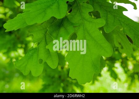 Feuillage vert de chêne en forêt. Feuille de chêne vert frais. De nombreuses feuilles de chêne sur fond flou Banque D'Images