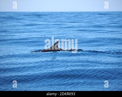 Dauphin sauvage nageant dans l'océan Atlantique vu dans le Région de l'Algarve du Portugal Banque D'Images