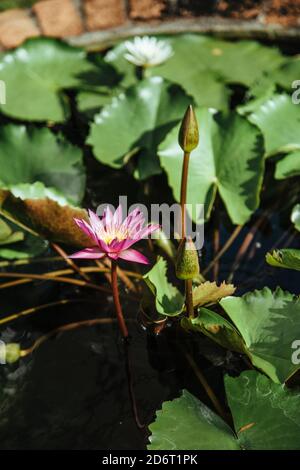 Nénuphar violet dans l'étang parmi les plantes vertes dans les rayons de lumière du temps chaud. Concentrez-vous sur les nénuphars, l'arrière-plan est flou pour l'idée artistique. Banque D'Images