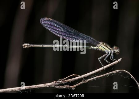 Danseur dusky (Argia translata) - Femme Banque D'Images