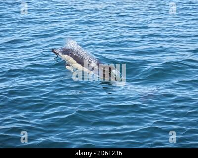 Dauphin sauvage nageant dans l'océan Atlantique vu dans le Région de l'Algarve du Portugal Banque D'Images