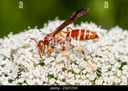 Moraillon en papier (Polistes bellicosus) Banque D'Images