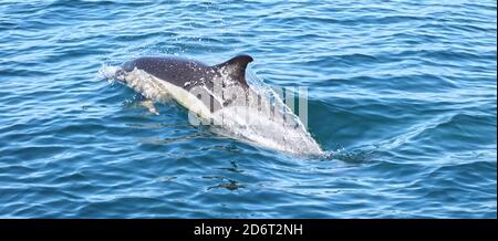 Dauphin sauvage nageant dans l'océan Atlantique vu dans le Région de l'Algarve du Portugal Banque D'Images