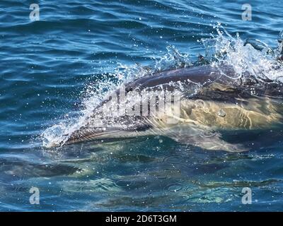 Dauphin sauvage nageant dans l'océan Atlantique vu dans le Région de l'Algarve du Portugal Banque D'Images