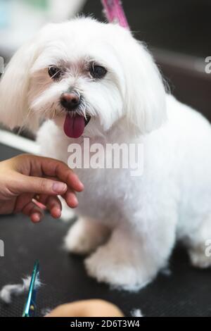 De dessus de joli chien doux de race avec la langue dehors assis sur une table de toilettage près de la tondeuse anonyme crop Banque D'Images