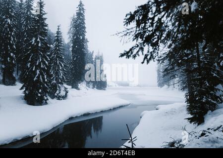 Rivière tranquille et étroite avec de l'eau sombre qui coule dans la neige forêt avec des épinettes dans la brumeuse journée d'hiver Banque D'Images