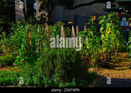 Jardin urbain, Halloween, Fontaine, Construction, Eglise Huguenot, cimetière, citrouille à la fenêtre, pun avec légumes. Banque D'Images