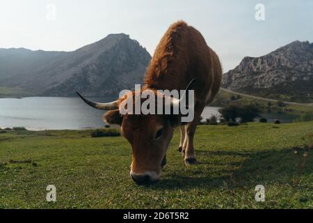 Vache aubrac rouge à corps complet avec grande cloche de vache les cols se pastent sur une prairie verdoyante dans les terres agricoles Banque D'Images