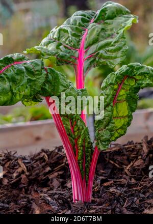verger biologique croissant sur une allotissement ou une petite exploitation montrant la tige colorée dans une salle de mise au point sélective donnant pour la superposition de texte Banque D'Images