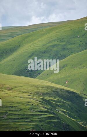 Prairies pittoresques avec herbe et arbres dans les hautes montagnes dans temps brumeux nuageux Banque D'Images