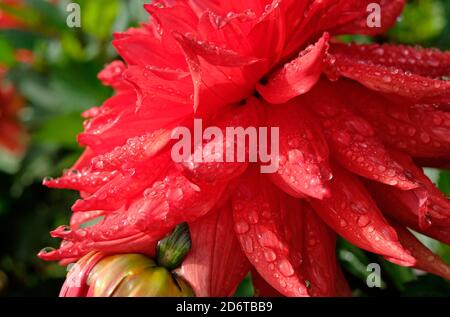 red dahlia babylone dans un jardin anglais, norfolk, angleterre Banque D'Images