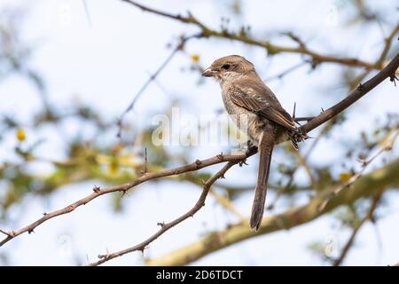 Juvénile fiscal commun (Lanius collaris) alias fiscal Shrike, Butcherbird, Jackie Hangman perchée dans l'arbre de fièvre, Western Cape, Afrique du Sud au début de sp Banque D'Images