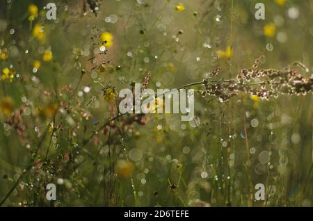 Champ Mysterique avec fleurs sauvages et herbe après la pluie, rayons de soleil, bokeh, gouttes de pluie Banque D'Images