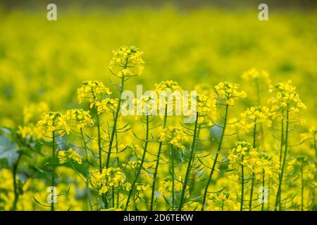 Champ de fleurs jaunes de colza, également appelé Brassica napus ou RAPs Banque D'Images