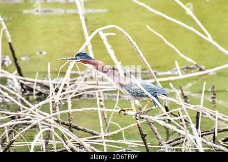 Oiseau de heron, région du volcan Arenal en amérique centrale du costa rica, pris dans le parc du lac du volcan Arenal en Amérique centrale du Costa rica Banque D'Images