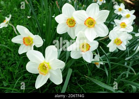 Jardin de printemps bordure fleurs jonquilles blanc Narcisse 'Geranium' Banque D'Images