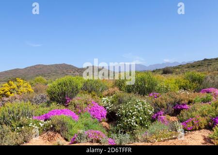 Fleurs printanières colorées et succulents dans un paysage de végétation Robertson Karoo dans la réserve naturelle de Vrolijkheid, McGregor, Western Cape, Afrique du Sud Banque D'Images