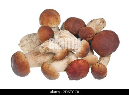 Un bouquet de champignons porcini frais (Boletus edulis) se trouve sur la table. Isolé sur blanc Banque D'Images