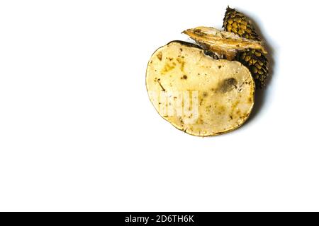 Un champignon qui pousse sur l'écorce d'un arbre. Banque D'Images