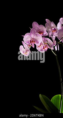 Fleur d'orchidée pourpre avec feuilles vertes sur fond noir. Copier l'espace. Photo verticale. Banque D'Images